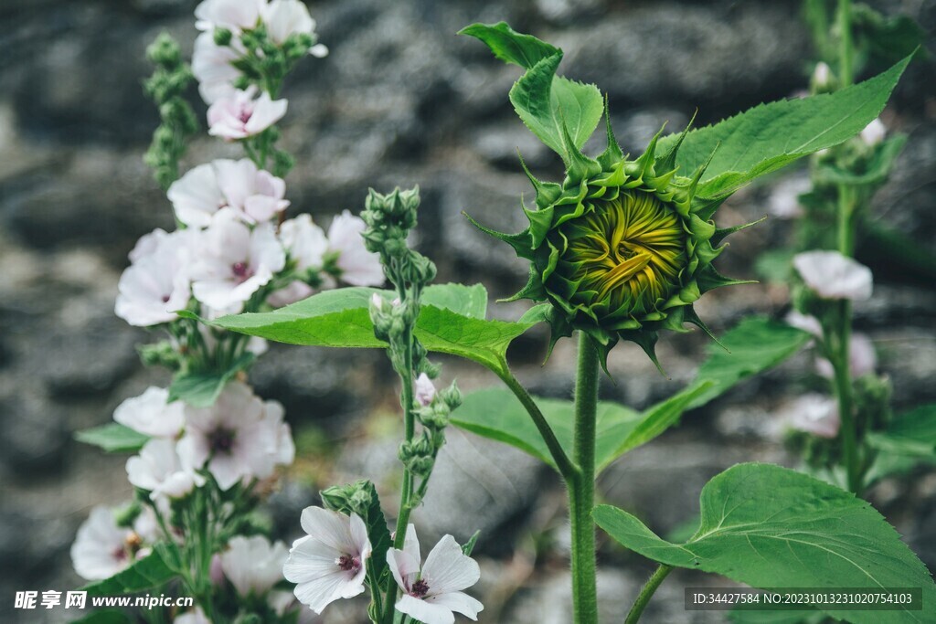 向日葵花蕾