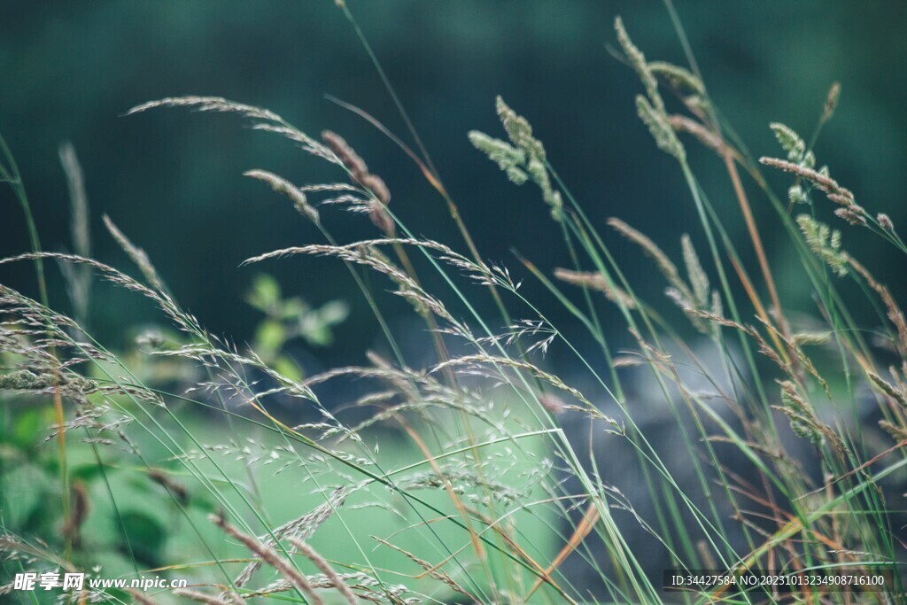 野草素材