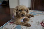 贵宾犬 