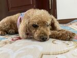 贵宾犬 