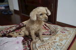 贵宾犬  