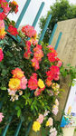 月季花