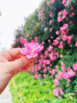 蔷薇