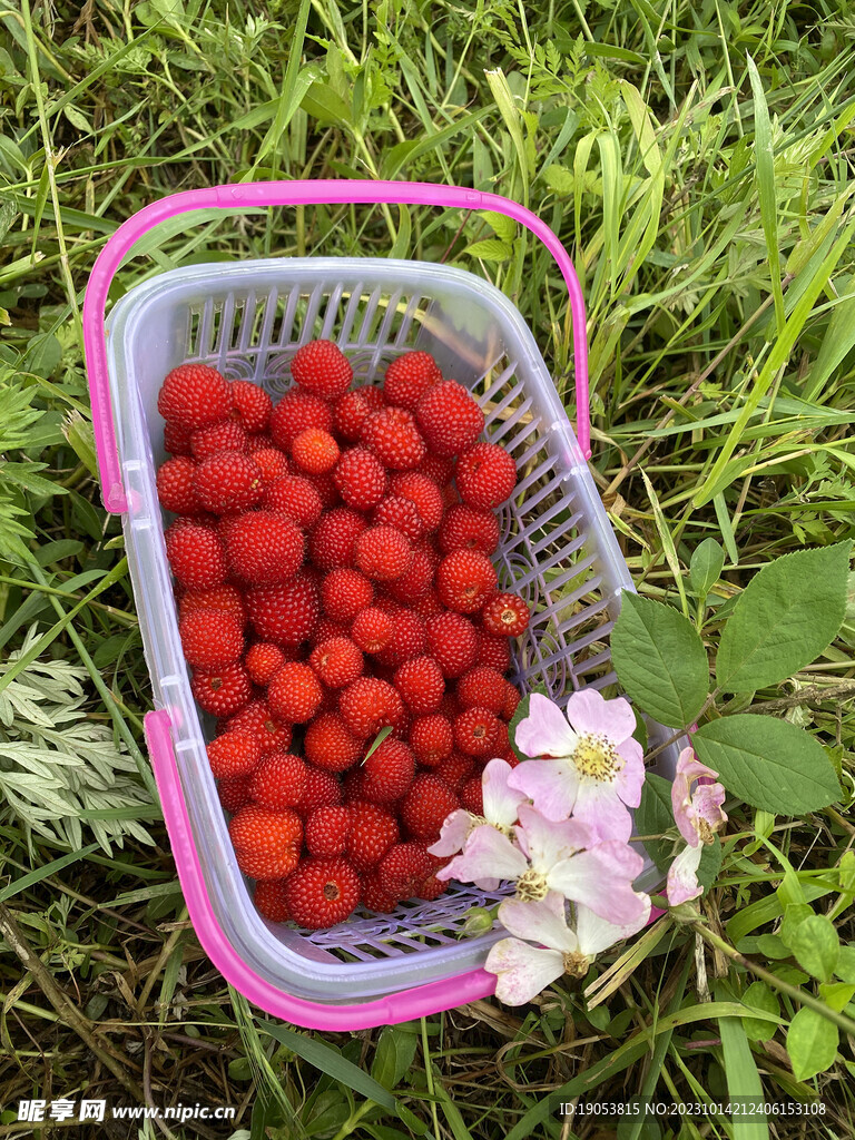 野草莓