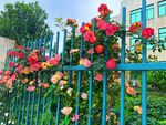 月季花