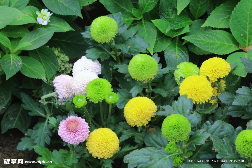 菊花 