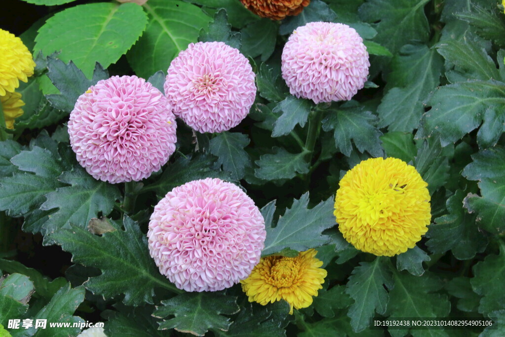 菊花