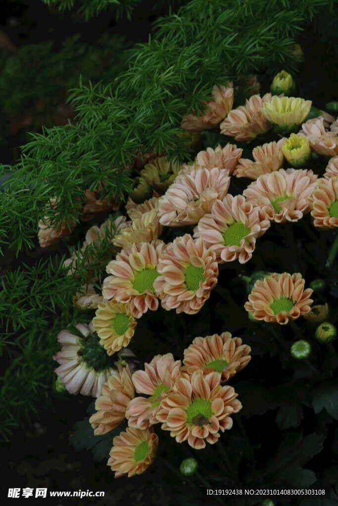 菊花 
