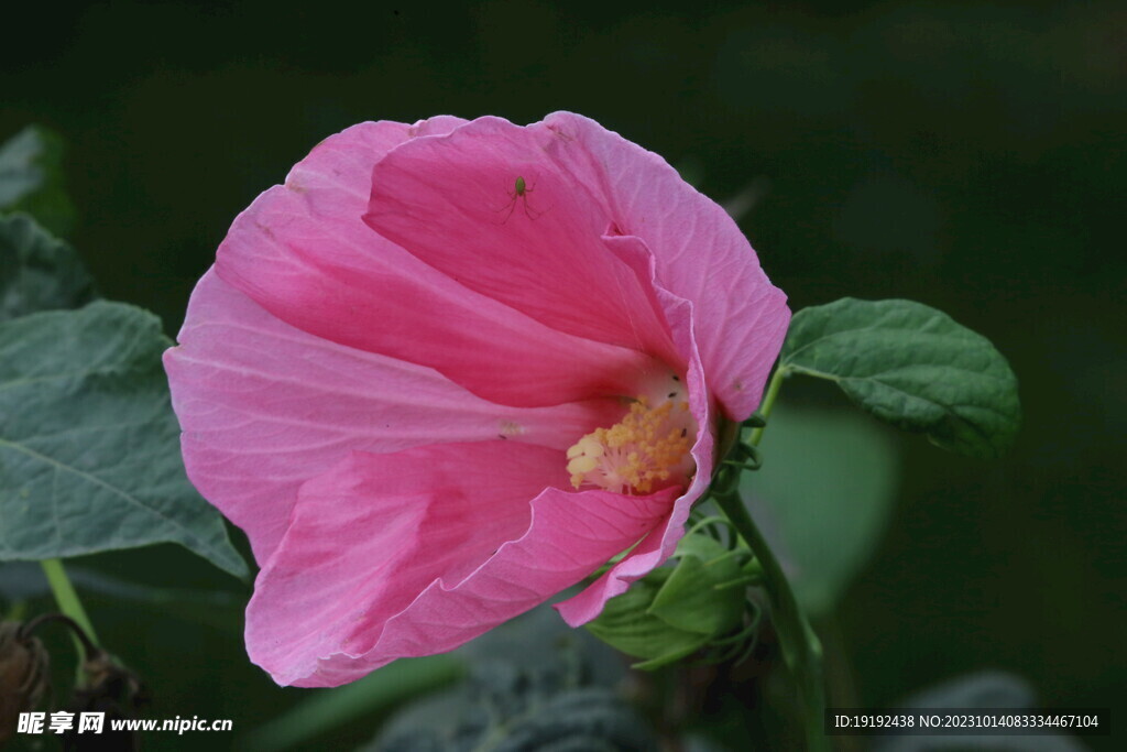 芙蓉葵 