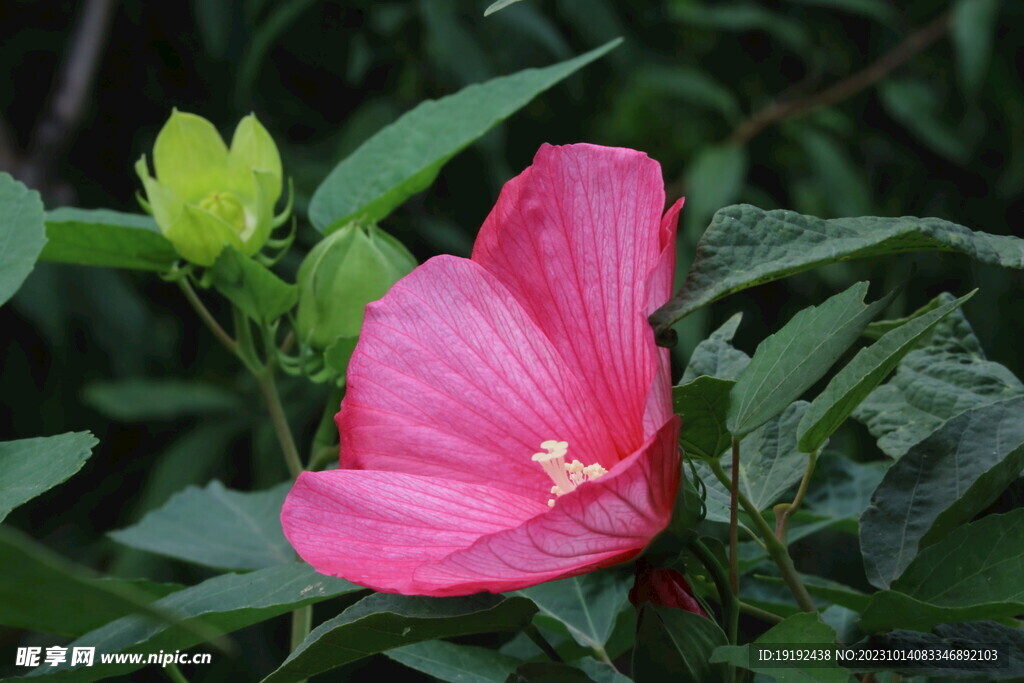 芙蓉葵