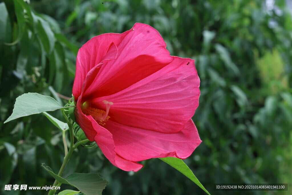 芙蓉葵