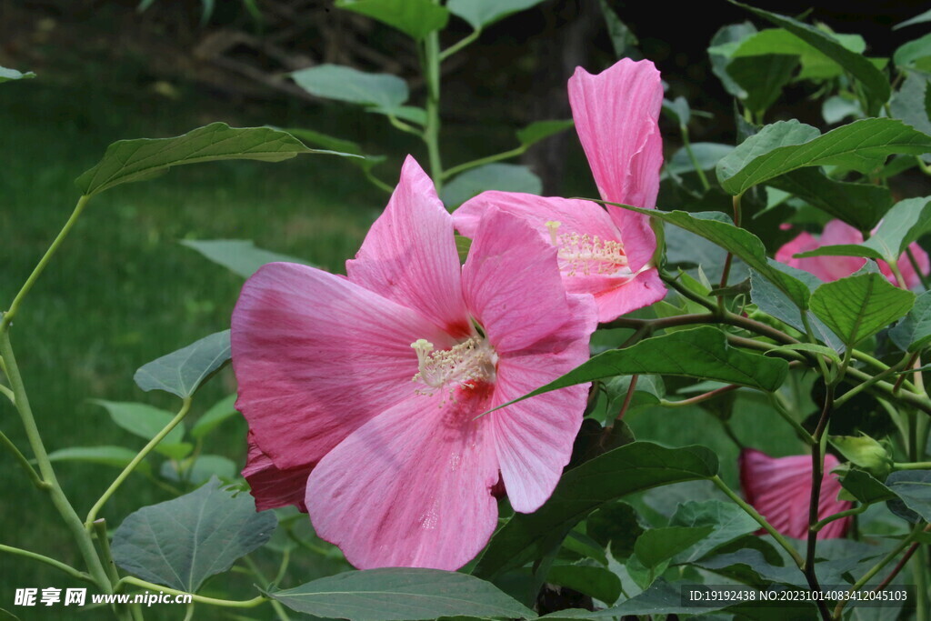 芙蓉葵