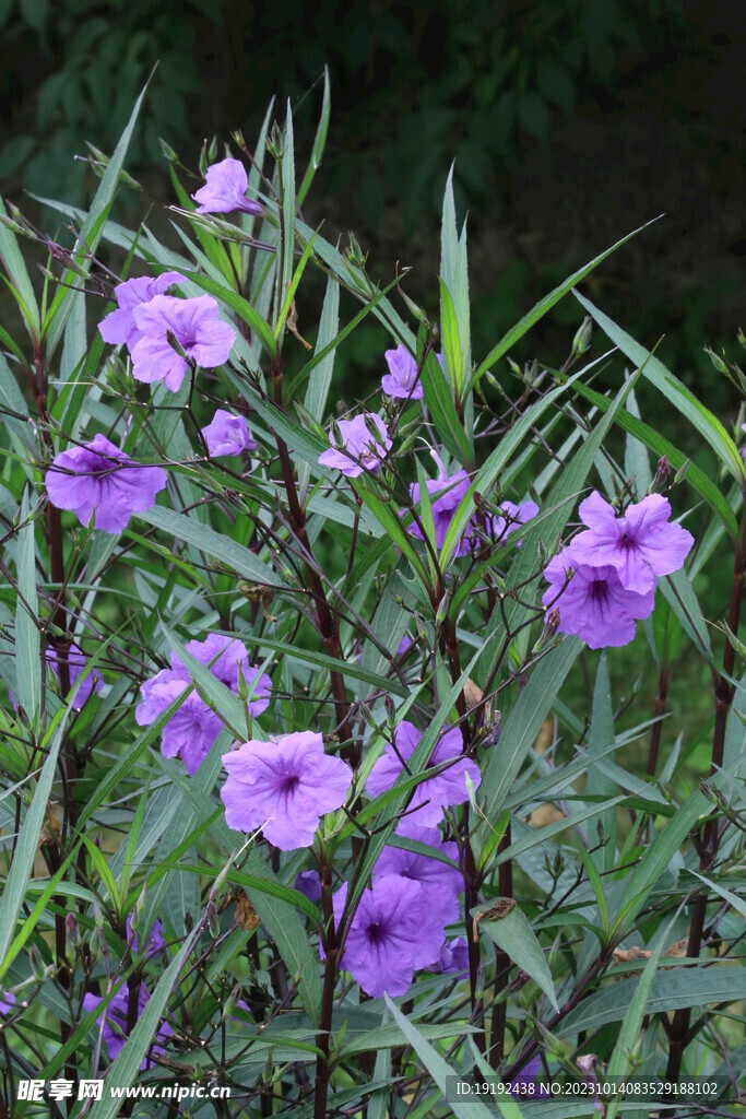 蓝花草