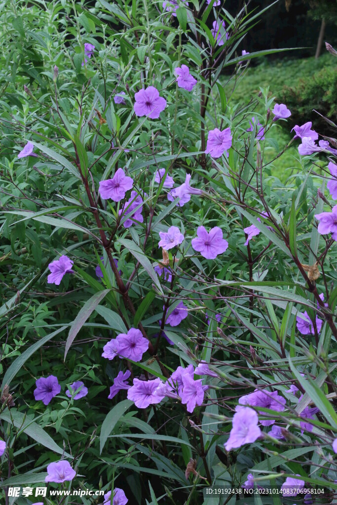 蓝花草 