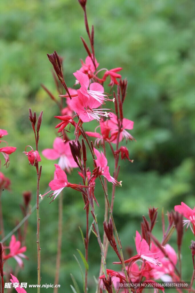 山桃草