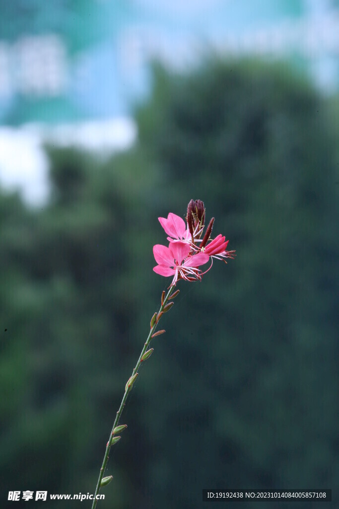 山桃草 