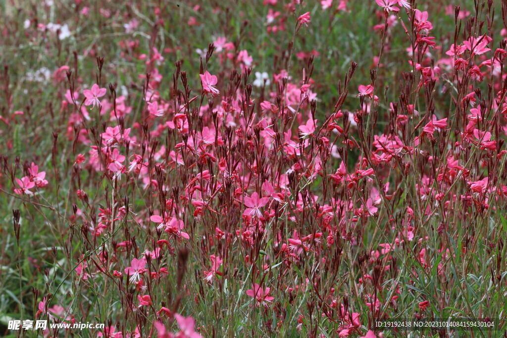 山桃草 