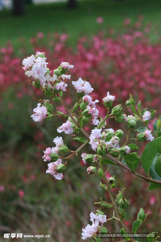 紫薇花