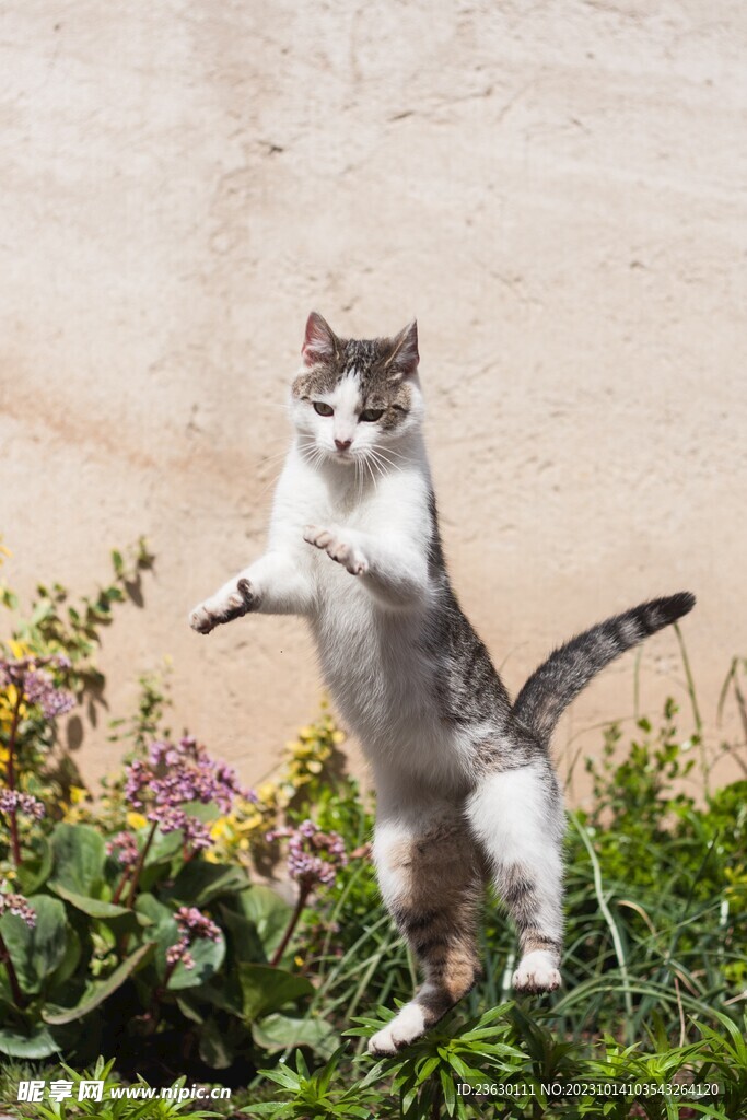 狸花猫