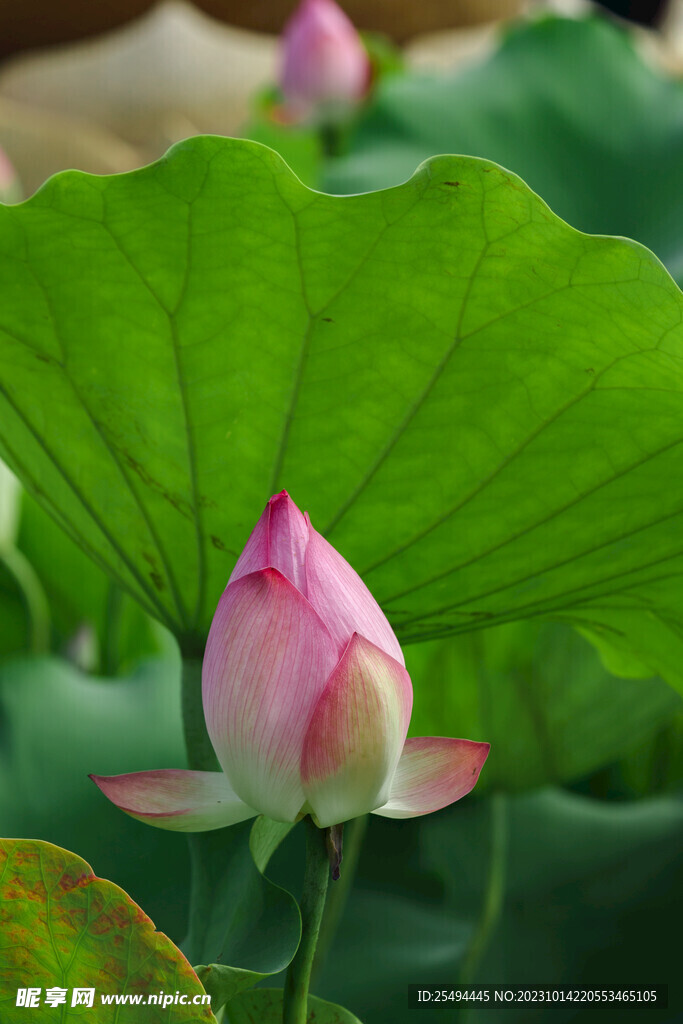 高清荷花