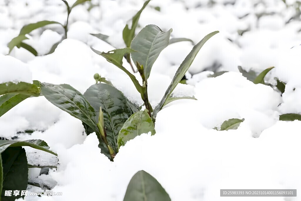 雪中的小树