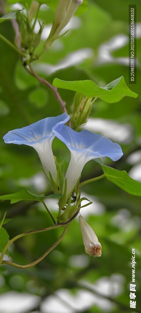 牵牛花