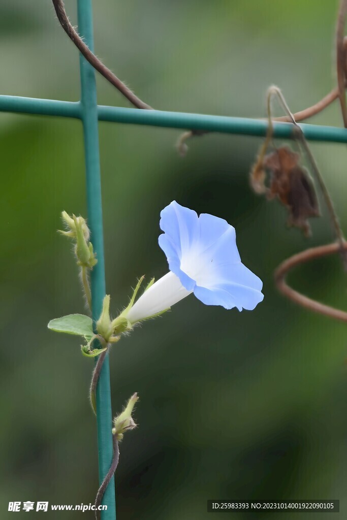 牵牛花