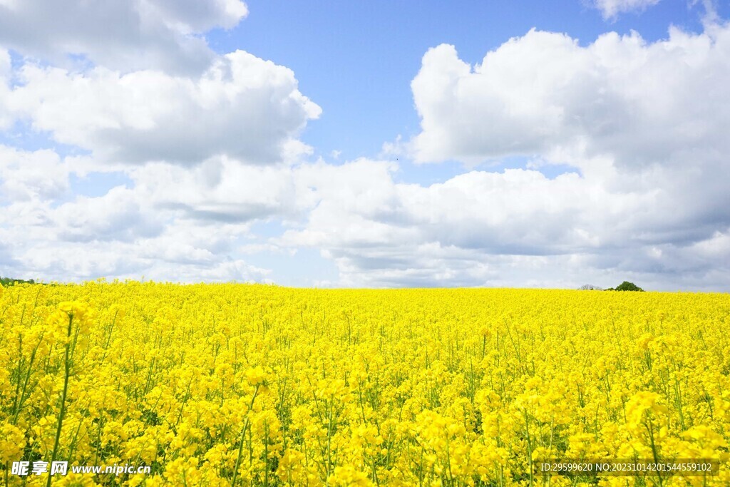 油菜花