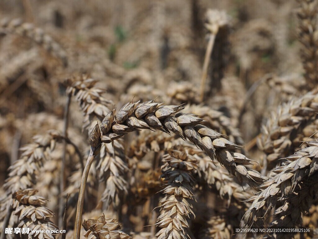 麦穗