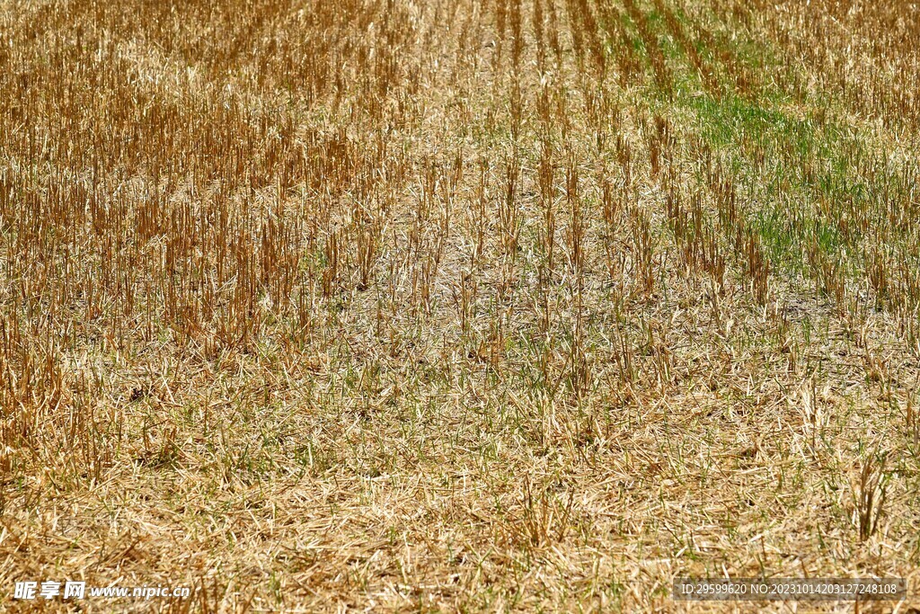 麦田