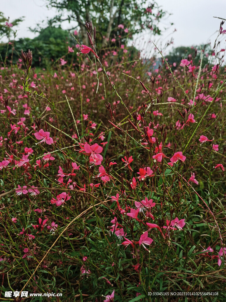 山桃草