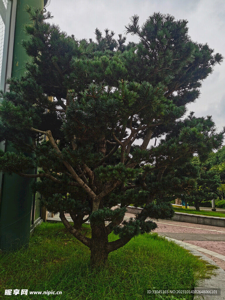 松树