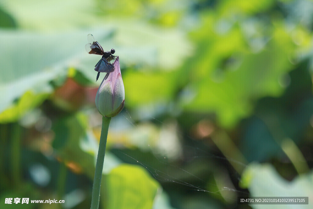 荷叶蜻蜓