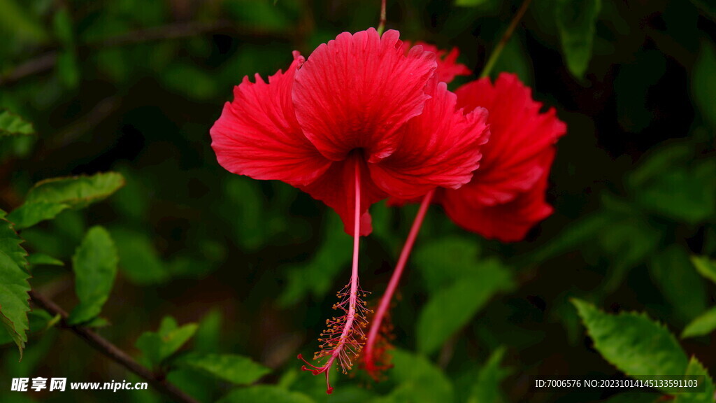 扶桑花