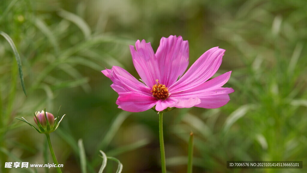 格桑花