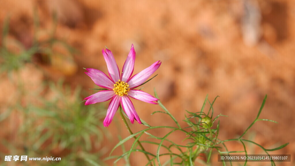 格桑花