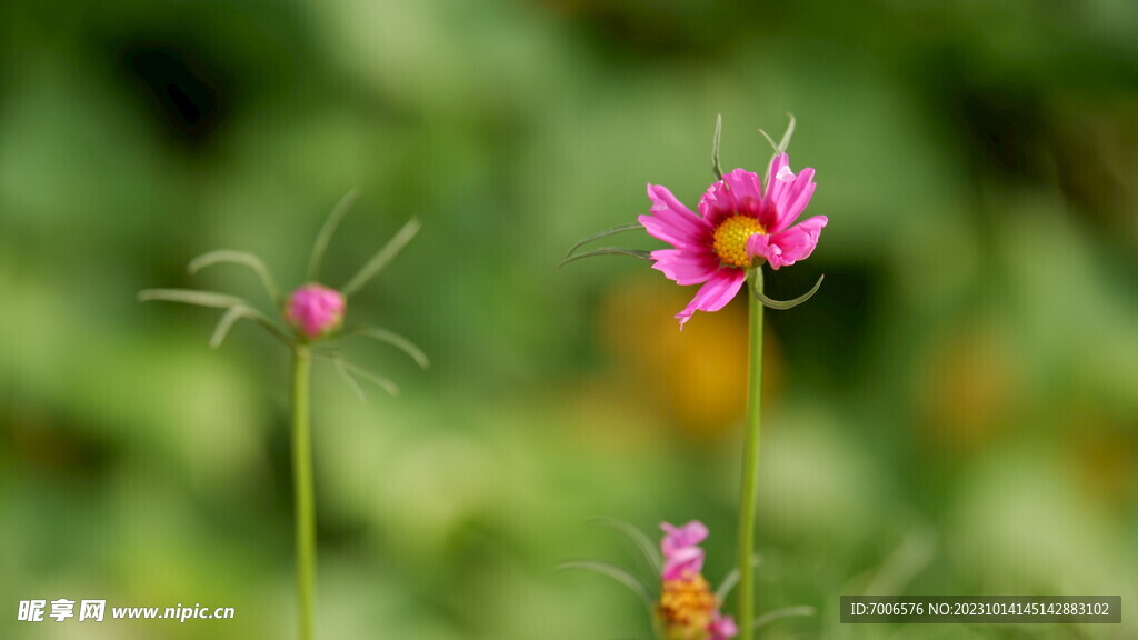 格桑花