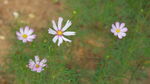 格桑花 