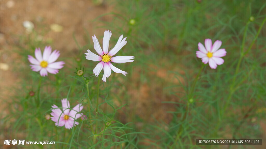 格桑花 