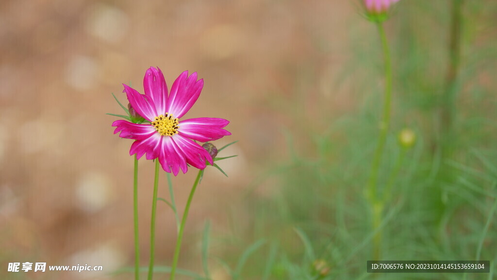 格桑花