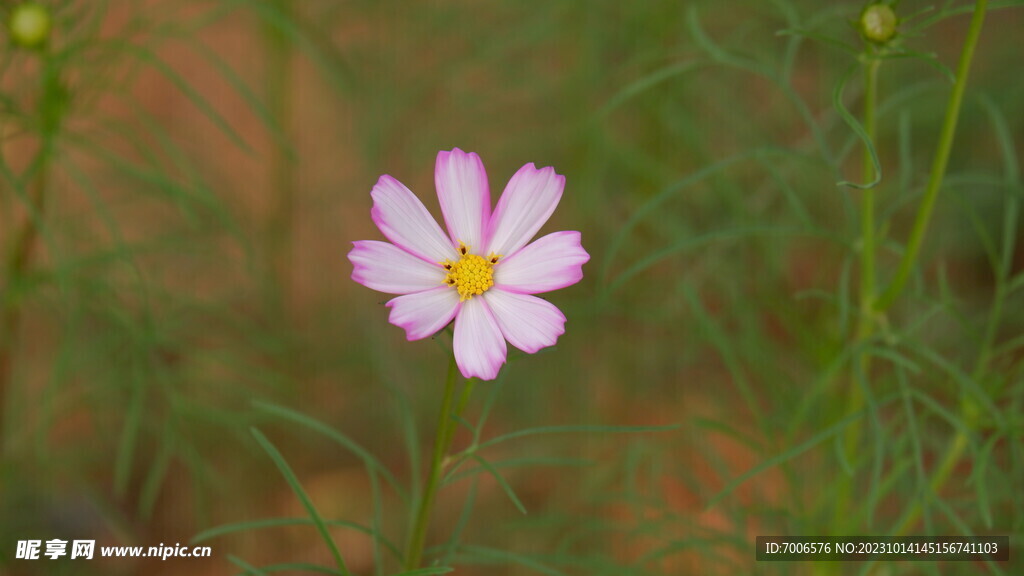 格桑花