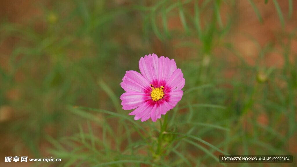 格桑花