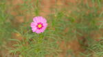 格桑花