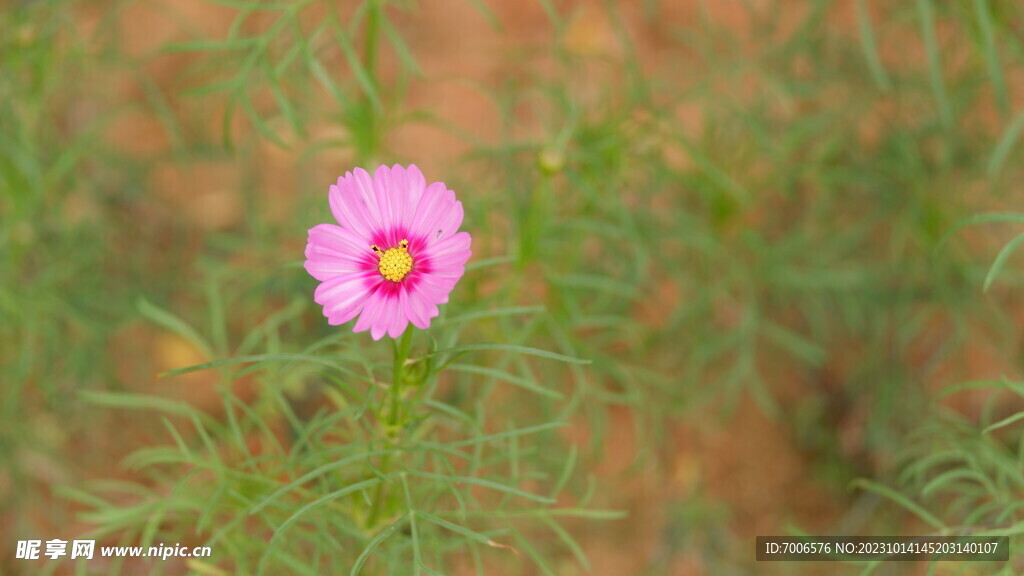 格桑花