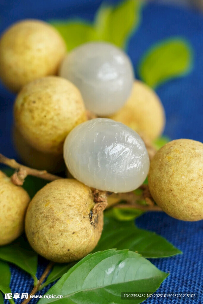 桂圆