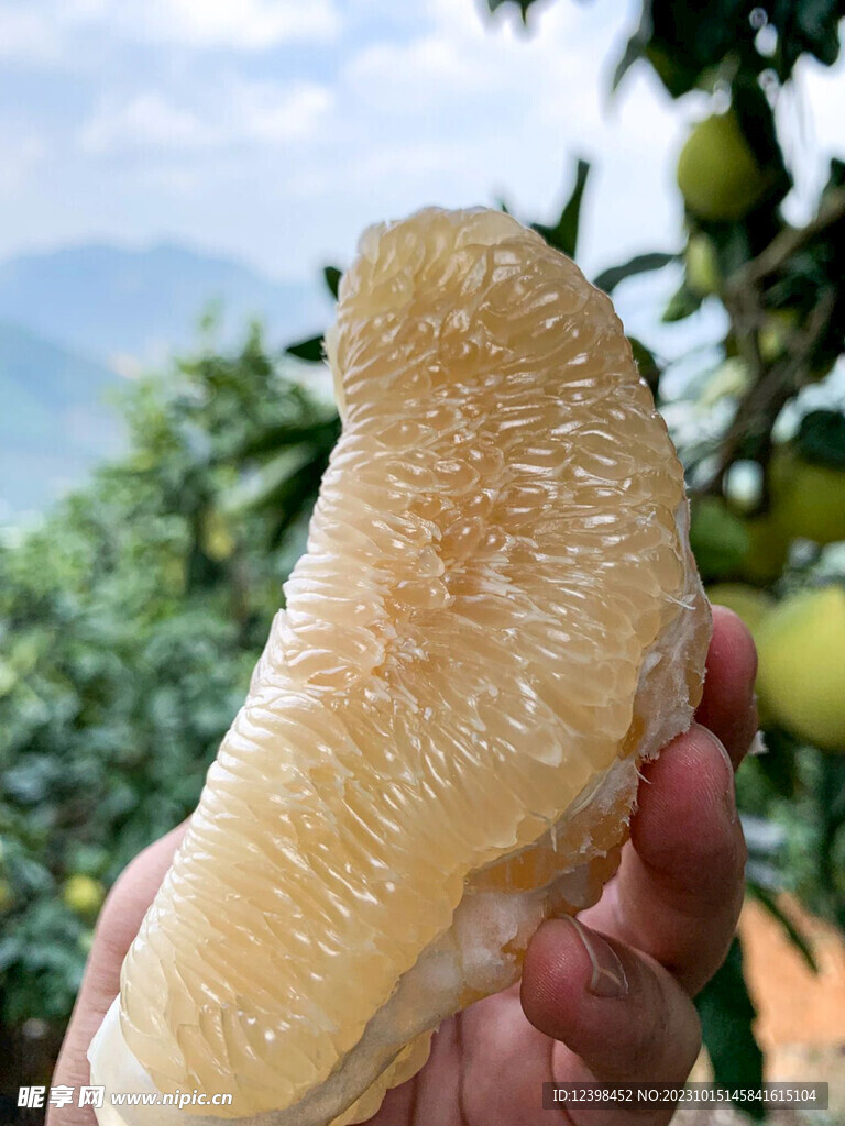 柚子