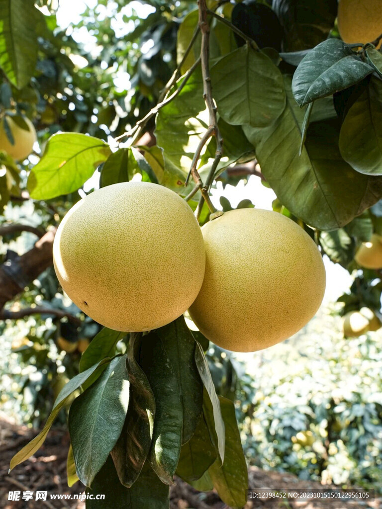 柚子