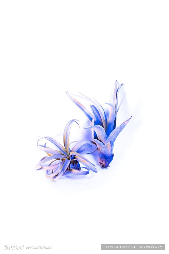垂花水塔花