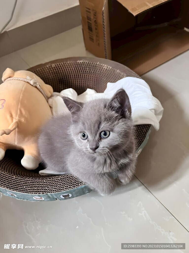 猫