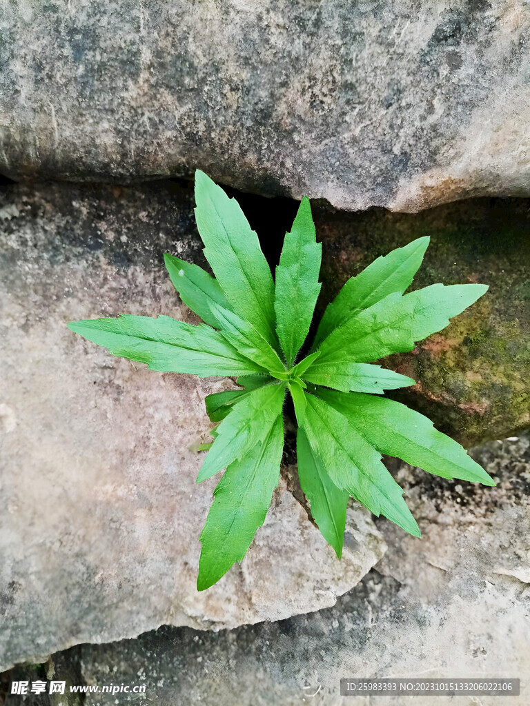 石缝中的小草